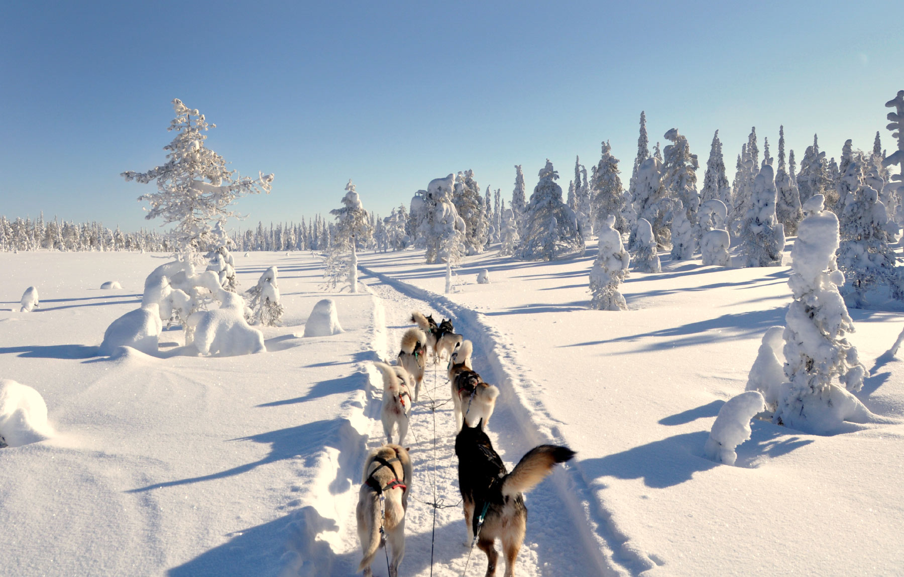 Husky safaris in Ruka-Kuusamo winter wonderland