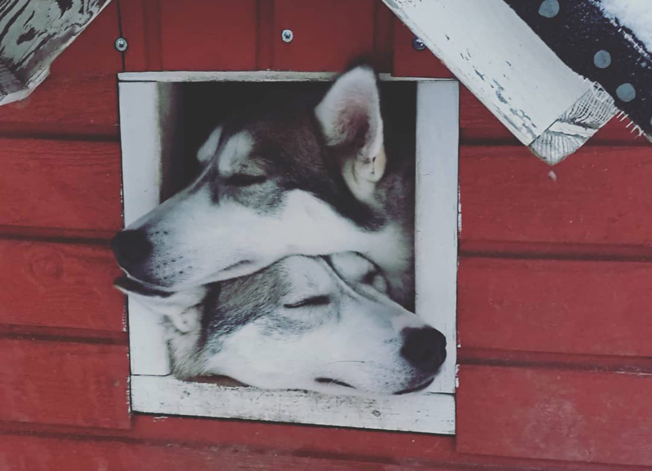 Huskies keeping each other warm in Lapland