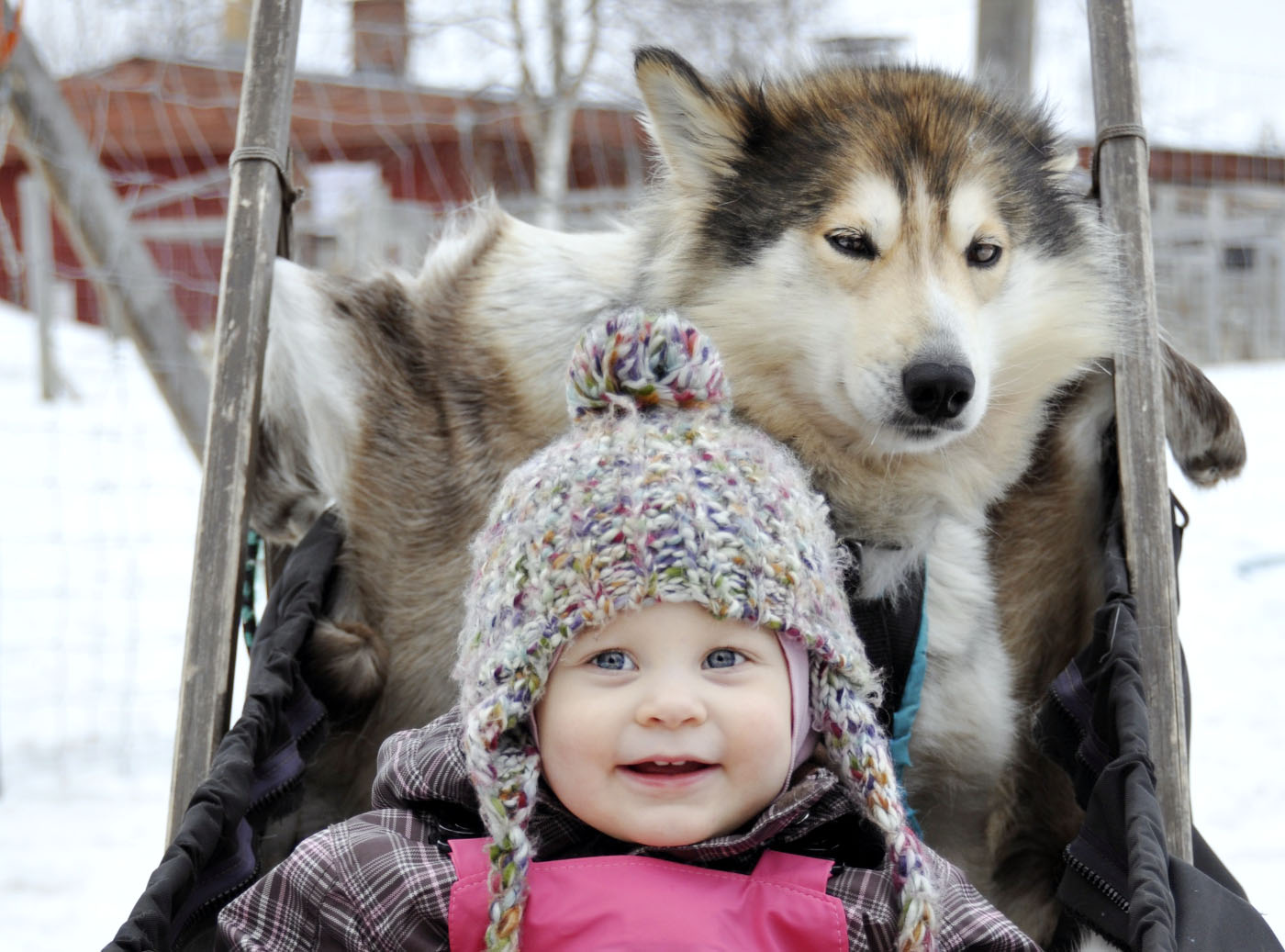 family sleigh ride in lapland